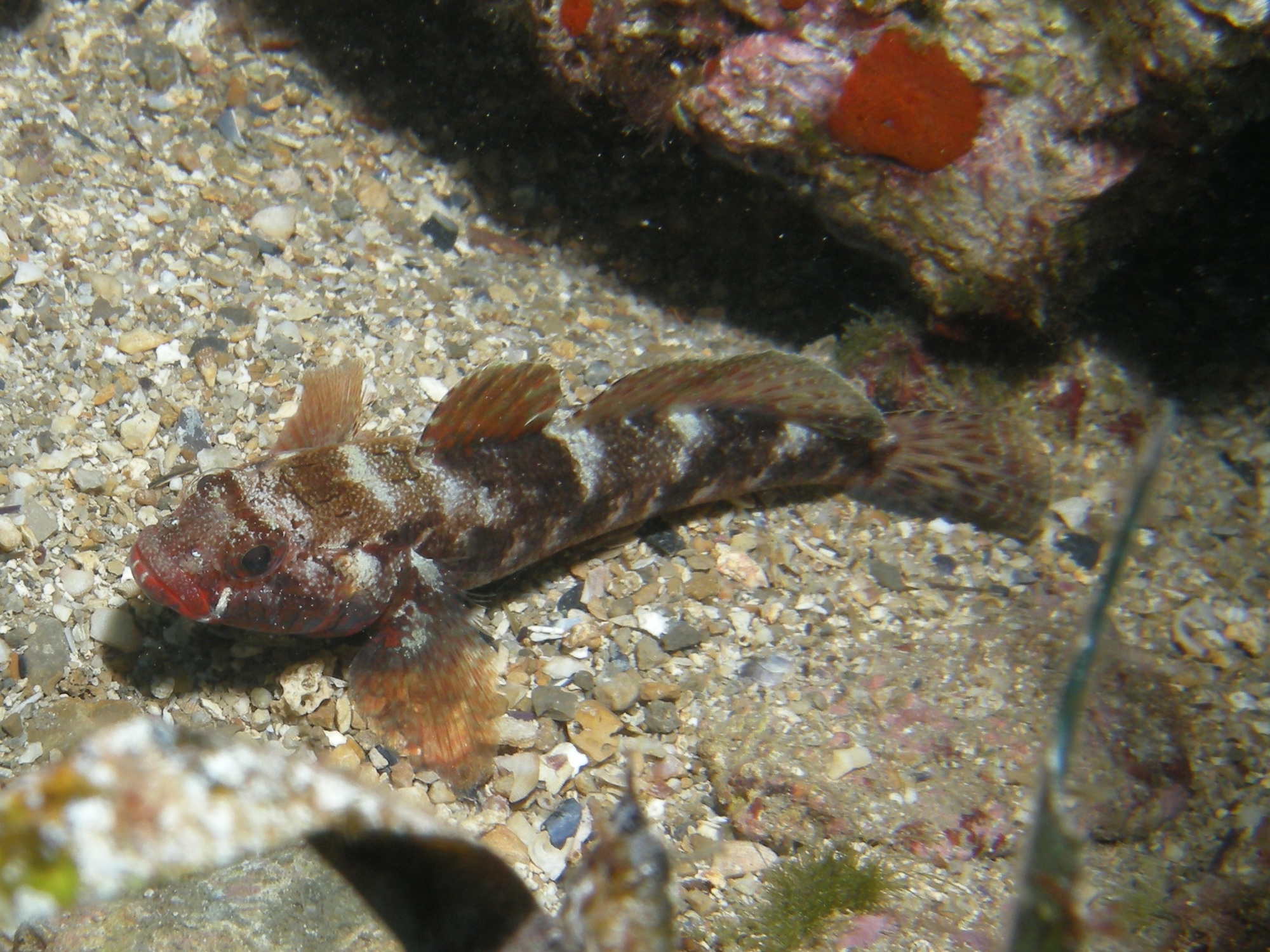 Gobius cruentatus Gmelin, 1789